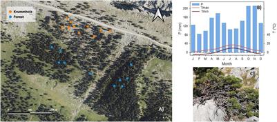 Minimum Leaf Conductance (gmin) Is Higher in the Treeline of Pinus uncinata Ram. in the Pyrenees: Michaelis’ Hypothesis Revisited